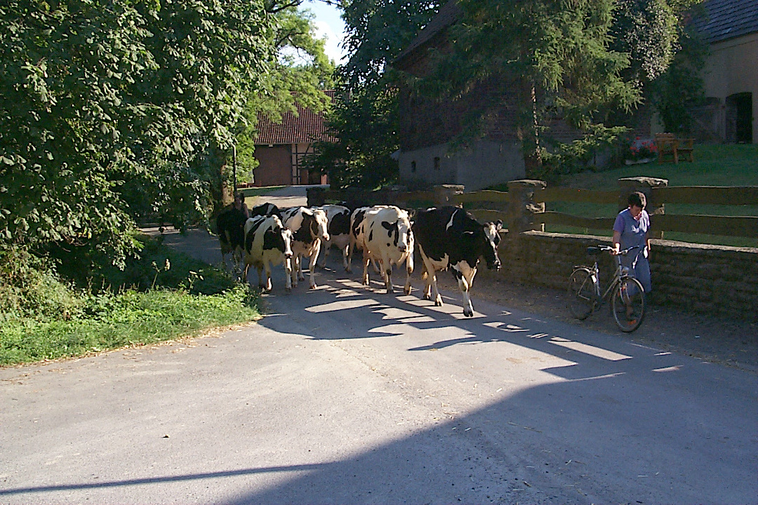 zum Melken werden in Meiningsen die Kühe durch den Ort getrieben