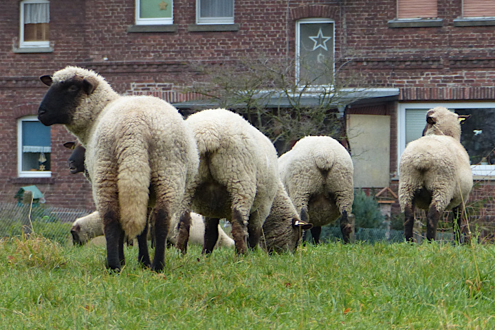 Schafe an der Twiete