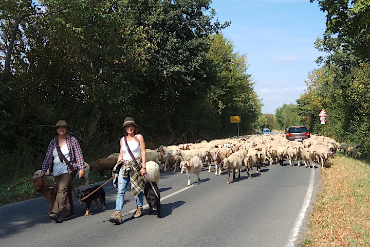 Schafe auf Wanderschaft