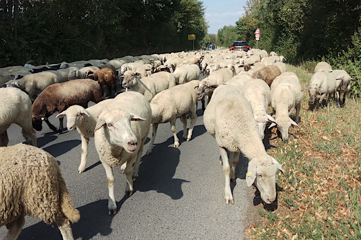 Schafe auf der Schützenstrasse