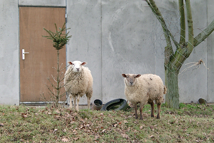 Schafe auf dem Hof Bußmann