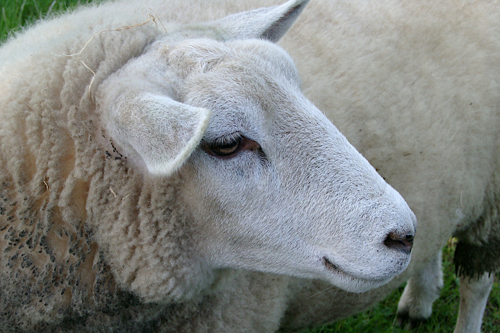 Schaf auf dem Hof Bußmann