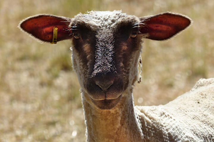Ein neugieriges Schaf