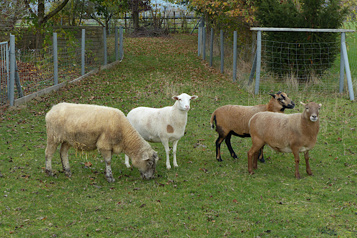 Schafe und Ziegen auf dem Hof Bußmann